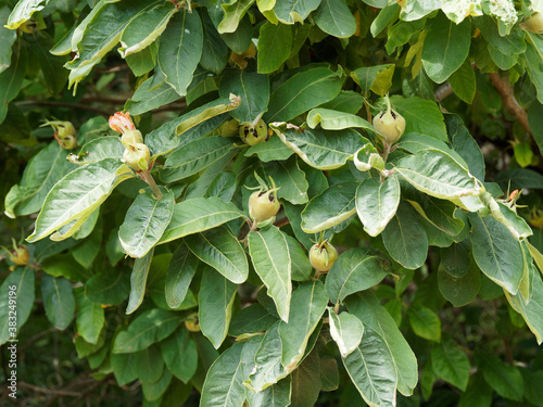 Mespilus germanica |  Medlar or common medlar, much-branched tree with unripe fruits between green hairy leaves photo