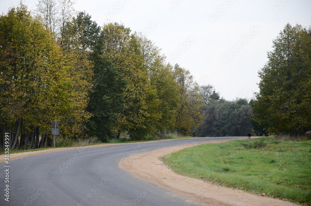 Fototapeta premium road in autumn