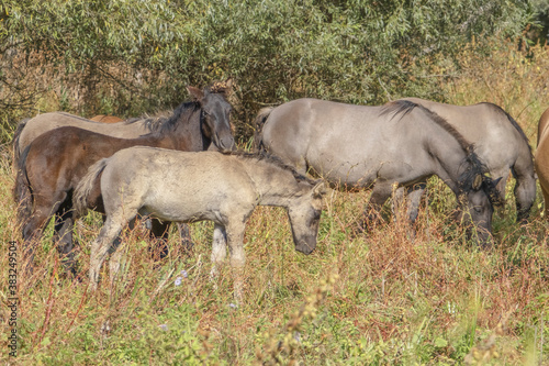 Hutsul horses released Rewilding Europe / Rewilding Ukraine on Tataru island - Regional Landscape Park "Izmail islands", Tataru island, Chilia branch Danube Delta, Izmail, Odessa Oblast, Ukraine 