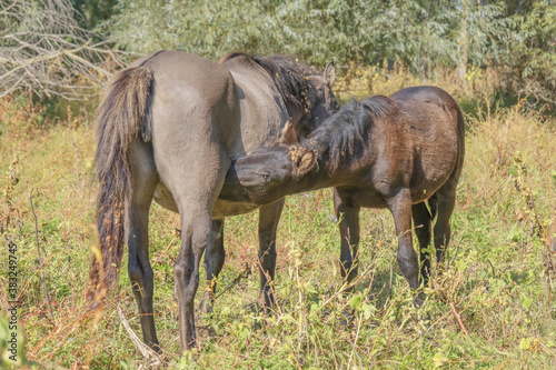 Hutsul horses released Rewilding Europe / Rewilding Ukraine on Tataru island - Regional Landscape Park 