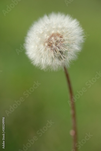 One white dandelion on a blurred green background