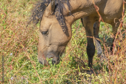 Hutsul horses released Rewilding Europe / Rewilding Ukraine on Tataru island - Regional Landscape Park 