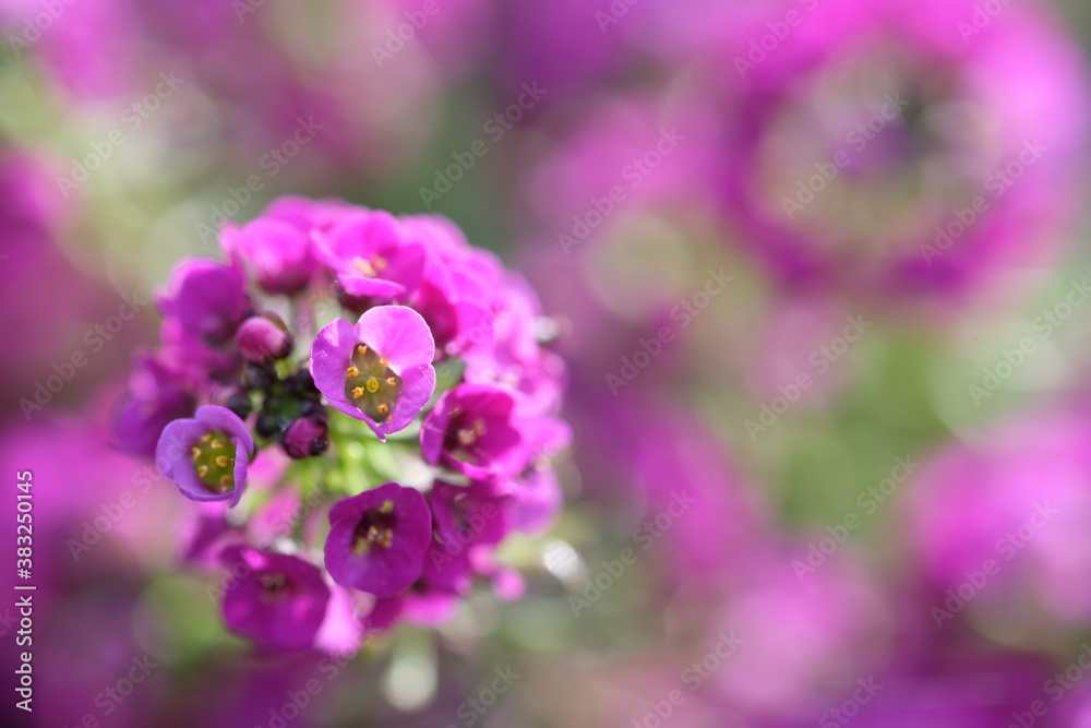 Small red flowers on green stems in sunlight Small red flowers on green stems in sunlight