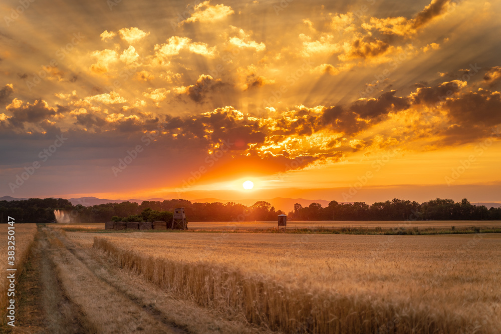 wonderful sunset in the cornfield