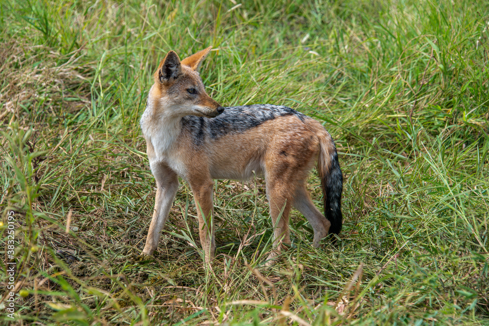 Fototapeta premium Chacal à chabraque, Canis mesomelas, Afrique
