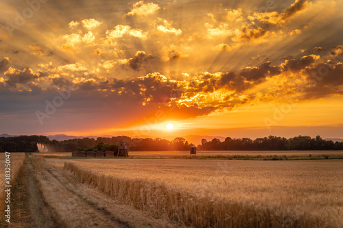 wonderful sunset in the cornfield