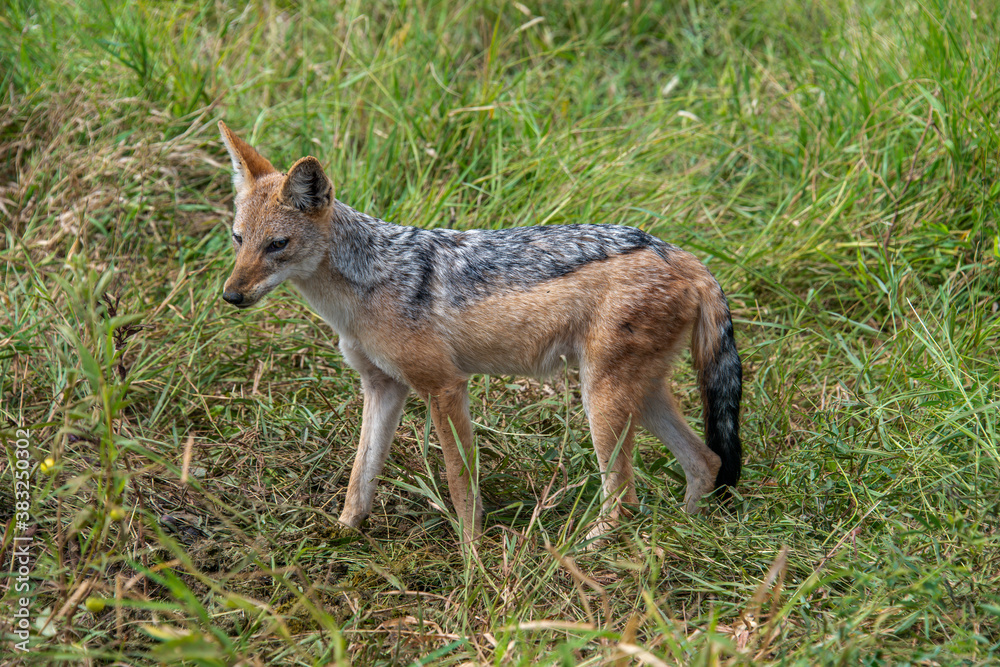 Chacal à chabraque, Canis mesomelas, Afrique Chacal à chabraque, Canis mesomelas, Afrique