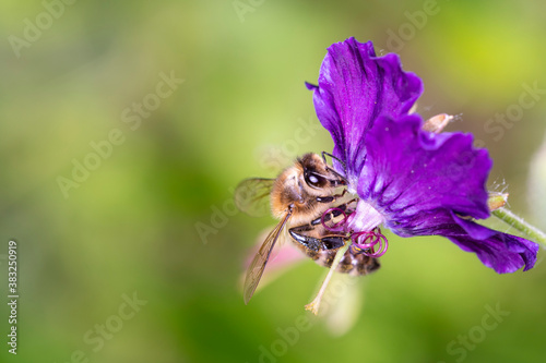 Bee pollinates Geranium phaeum „ Lilly Lovell“