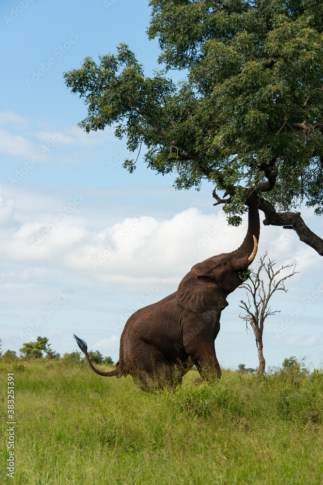 Fototapeta premium Éléphant d'Afrique, Loxodonta africana, Parc national Kruger, Afrique du Sud