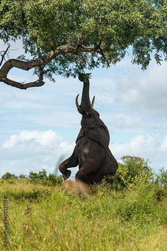   l  phant d Afrique  Loxodonta africana  Parc national Kruger  Afrique du Sud