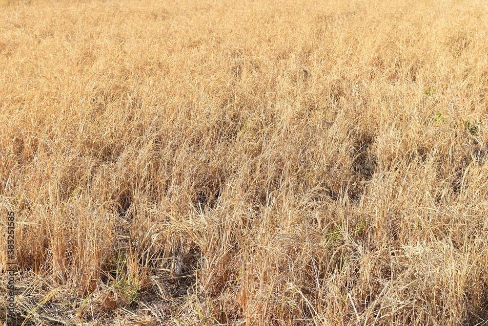 dead dry rice in brown rice fied for background dead dry rice in brown rice fied for background