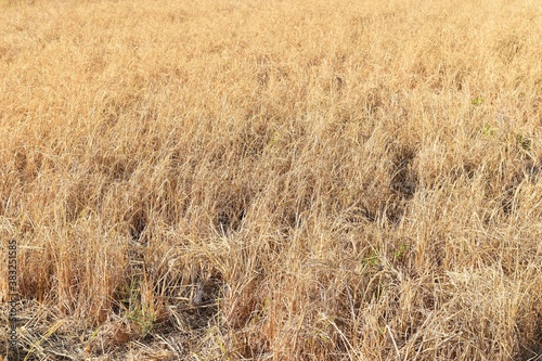 dead dry rice in brown rice fied for background