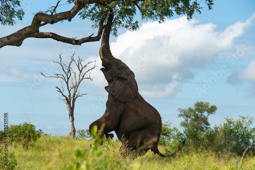   l  phant d Afrique  Loxodonta africana  Parc national Kruger  Afrique du Sud