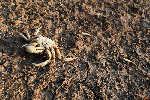 poor alone dead body crab on dry soil ground after water less in drought