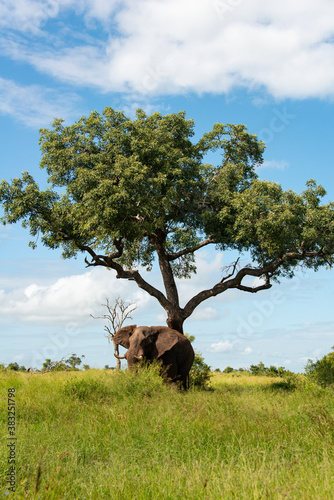 Tableau sur toile Éléphant d'Afrique, Loxodonta africana, Parc national Kruger, Afrique du Sud