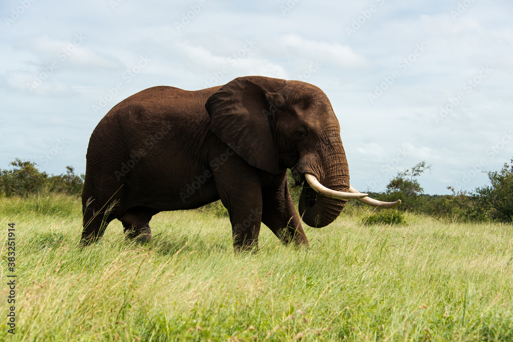 Fototapeta premium Éléphant d'Afrique, Loxodonta africana, Parc national Kruger, Afrique du Sud