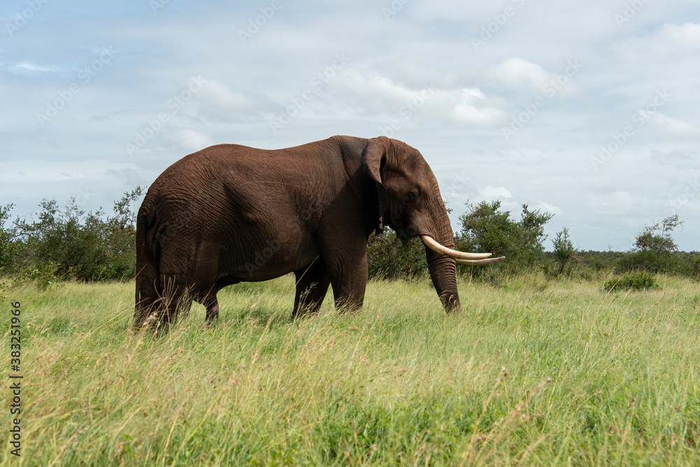 Éléphant d'Afrique, Loxodonta africana, Parc national Kruger, Afrique du Sud Éléphant d'Afrique, Loxodonta africana, Parc national Kruger, Afrique du Sud