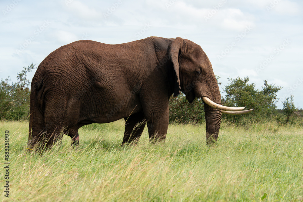 Fototapeta premium Éléphant d'Afrique, Loxodonta africana, Parc national Kruger, Afrique du Sud