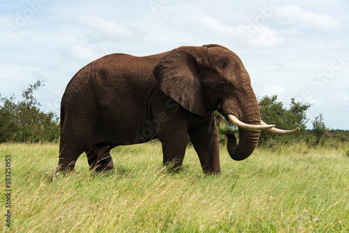   l  phant d Afrique  Loxodonta africana  Parc national Kruger  Afrique du Sud