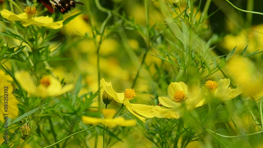 Tropical exotic butterfly suck the nectar from the organic yellow chrysanthemum.close up.Spring paradise, lush foliage natural background, defocused greenery in the woods. Fresh sunny romantic garden. Tropical exotic butterfly suck the nectar from the organic yellow chrysanthemum.close up.Spring paradise, lush foliage natural background, defocused greenery in the woods. Fresh sunny romantic garden.