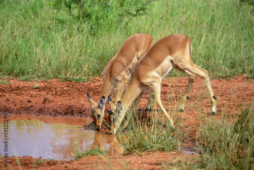 Impala  femelle  Aepyceros melampus