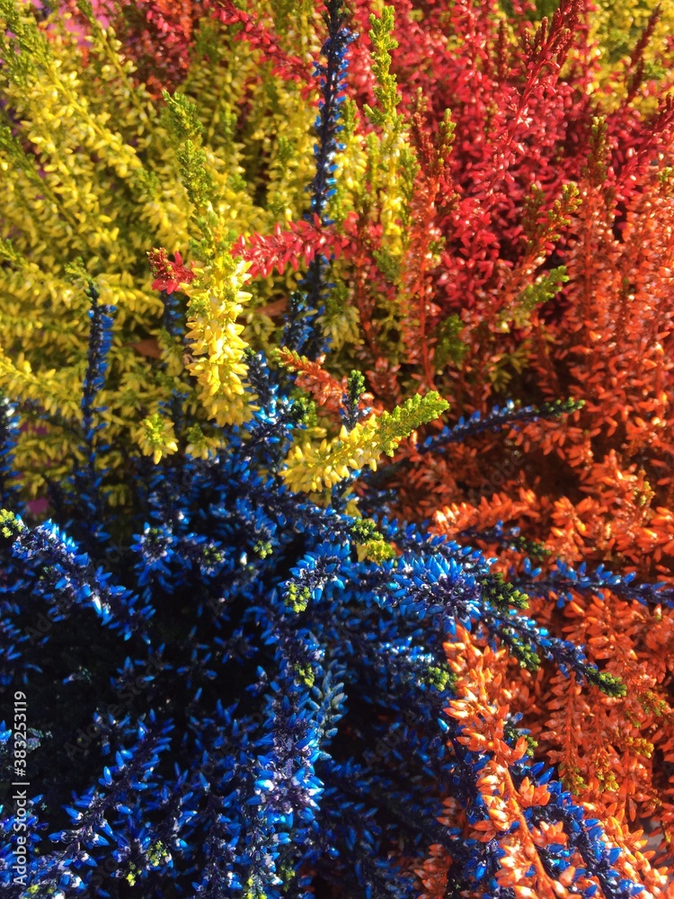 heather Multicolored blossoming plants, colorful floral background in blue red green and orange 