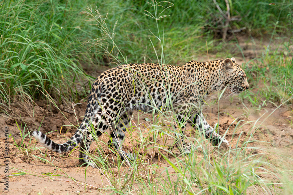 Fototapeta premium Léopard, Panthère, Panthera pardus, Afrique du Sud