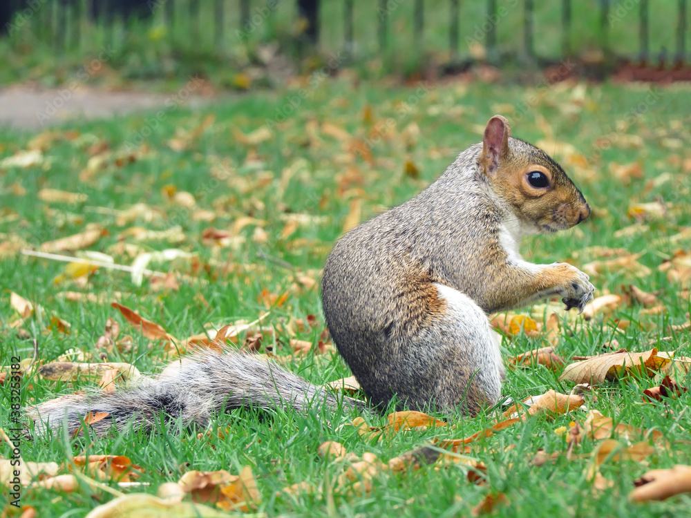 A humorous shot of a cute Grey Squirrel (Sciurus carolinensis) with an acorn in its mouth A humorous shot of a cute Grey Squirrel (Sciurus carolinensis) with an acorn in its mouth