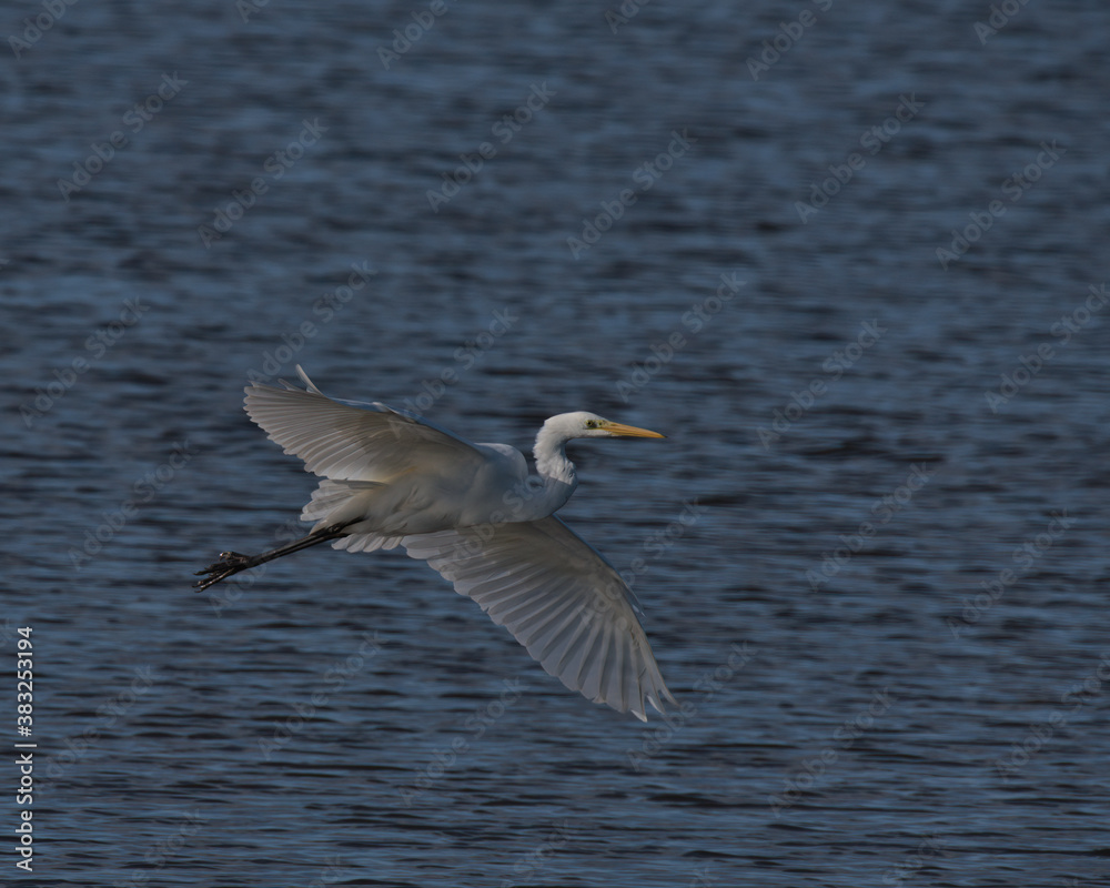 Great white egret , Ardea alba in flight over water. Great white egret , Ardea alba in flight over water.