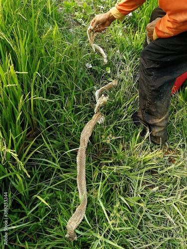 farmer meet cobra snake stains in rice field