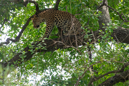 L  opard  Panth  re  Panthera pardus  Afrique du Sud