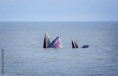 bryde's whale watching in gulf of thailand photo