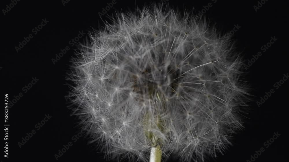 Turning slow in front of camera of a dandelion