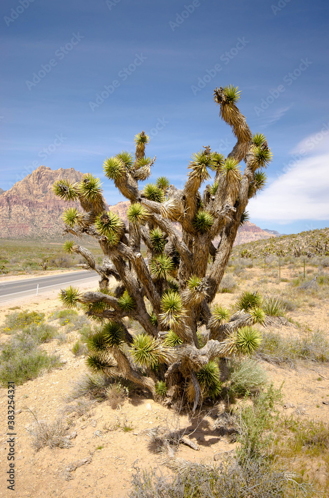 Cactus in the desert Cactus in the desert