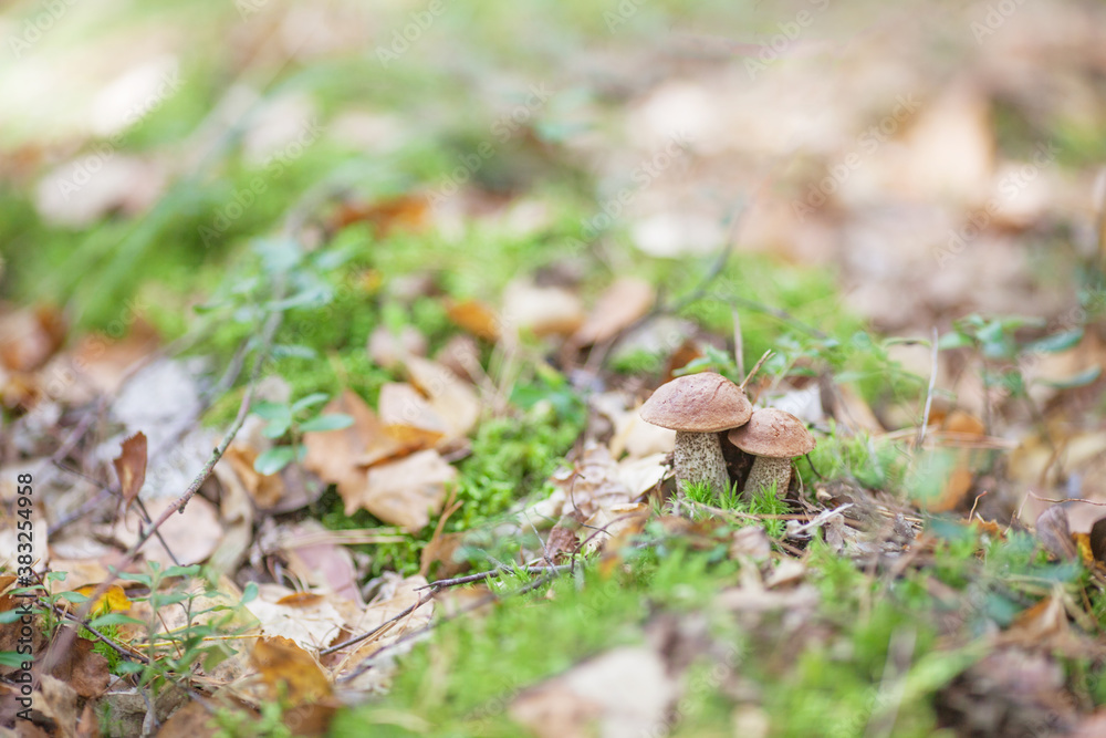 Cute mushrooms is growing in the grass in the forest. It is vegetarian diet food. Cute mushrooms is growing in the grass in the forest. It is vegetarian diet food.