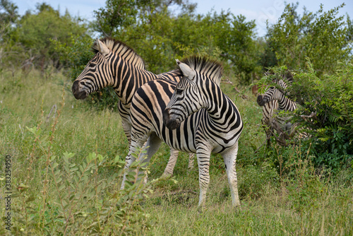 Z  bre de Burchell  Equus quagga burchelli  Parc national Kruger  Afrique du Sud