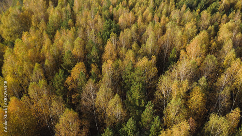 Aerial - Autumn forest yellow trees