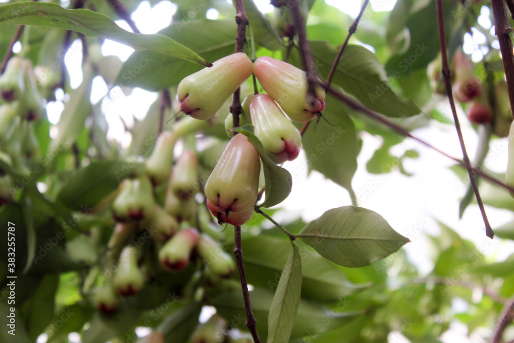 Fototapeta premium Syzygium aqueum plant of the family Myrtaceae and is known as the water rose.