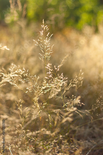 grass in the sunny morning
