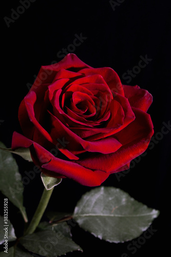 red rose on black
