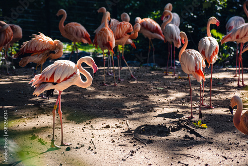 Flamingos in the Zoo of Berlin