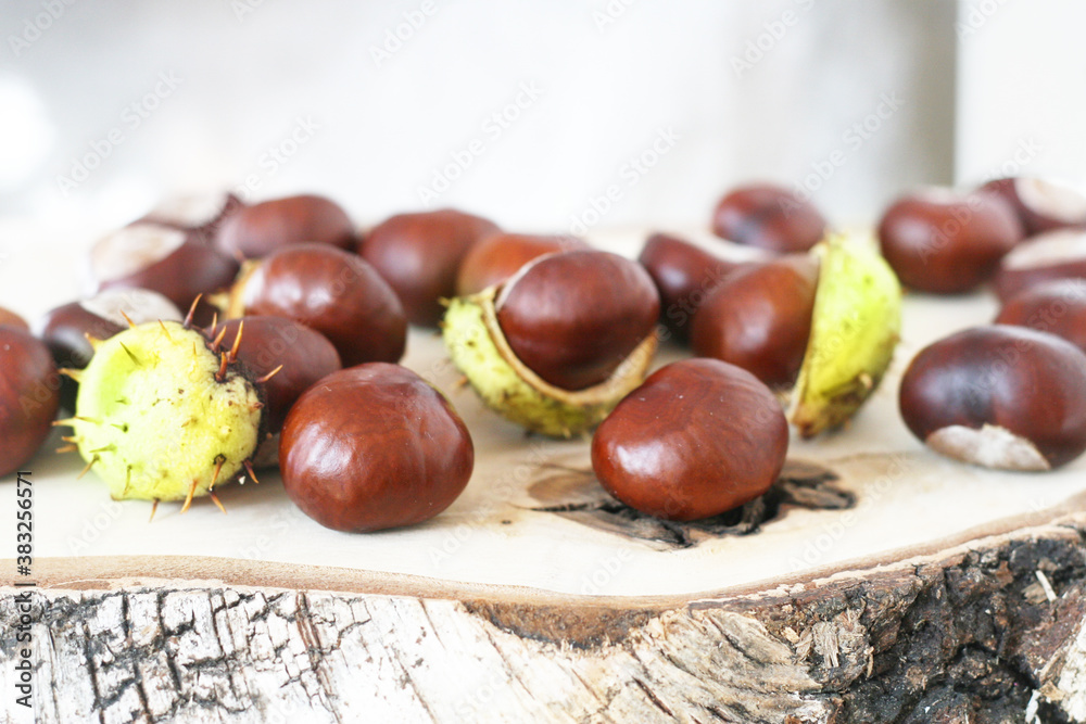 Herbst - Frische Früchte der Kastanie mit geplatzter Schale, Castanea, Gewöhnliche Rosskastanie (Aesculus hippocastanum), Gemeine Rosskastanie, alternatives Heilmittel Herbst - Frische Früchte der Kastanie mit geplatzter Schale, Castanea, Gewöhnliche Rosskastanie (Aesculus hippocastanum), Gemeine Rosskastanie, alternatives Heilmittel