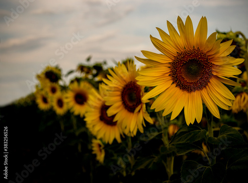 sunflowers in the field