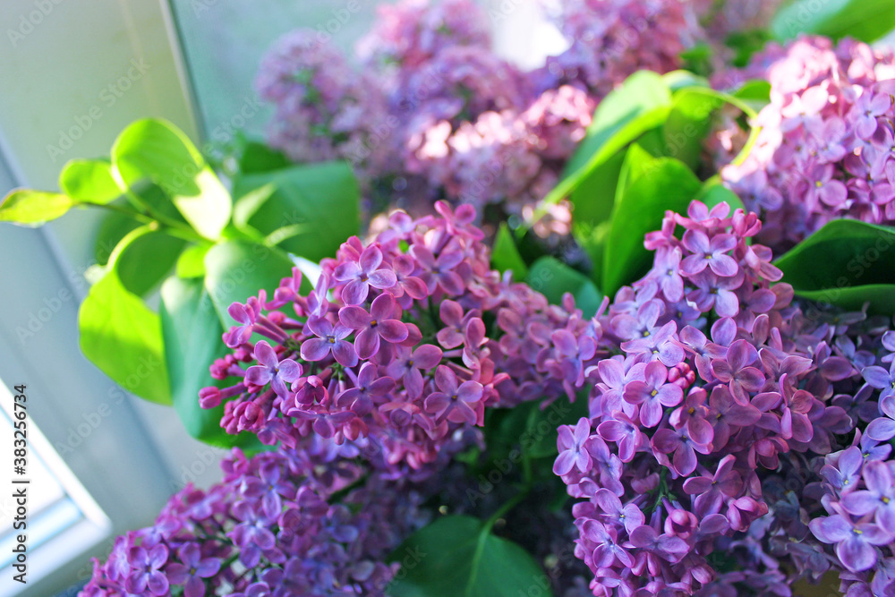 Obraz premium lilac flowers
