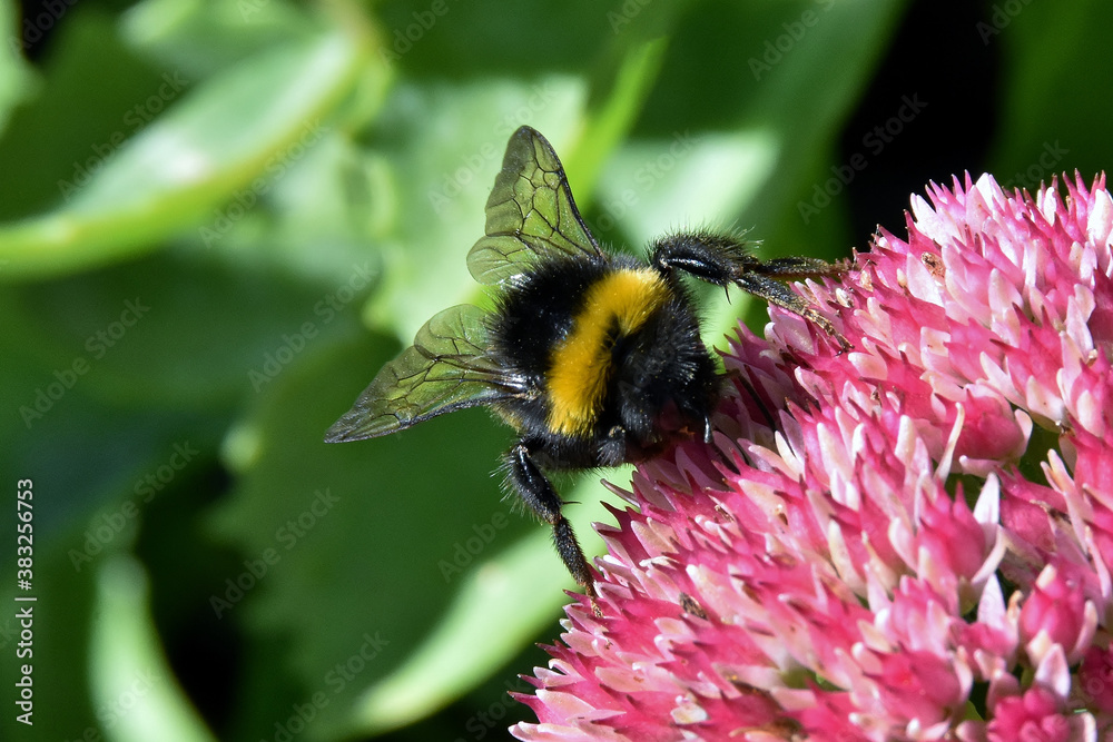 Makroaufnahme einer Hummel auf den Blüten der Fetthenne Makroaufnahme einer Hummel auf den Blüten der Fetthenne