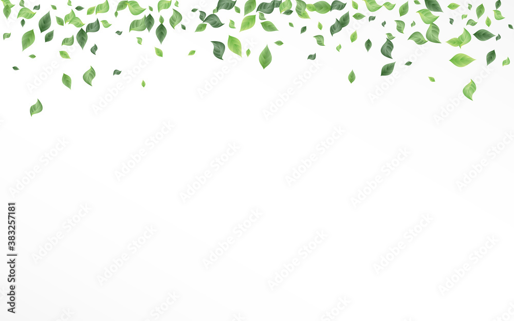 Swamp Leaf Fly Vector White Background Backdrop. Swamp Leaf Fly Vector White Background Backdrop.