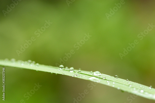 Ein grüner Grashalm nach Regen mit Wassertropfen vor grünem Hintergrund