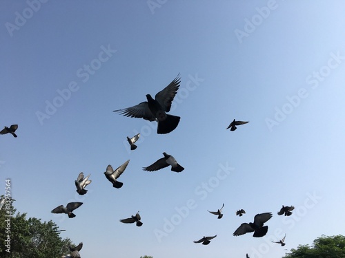 birds in flight © Shikher