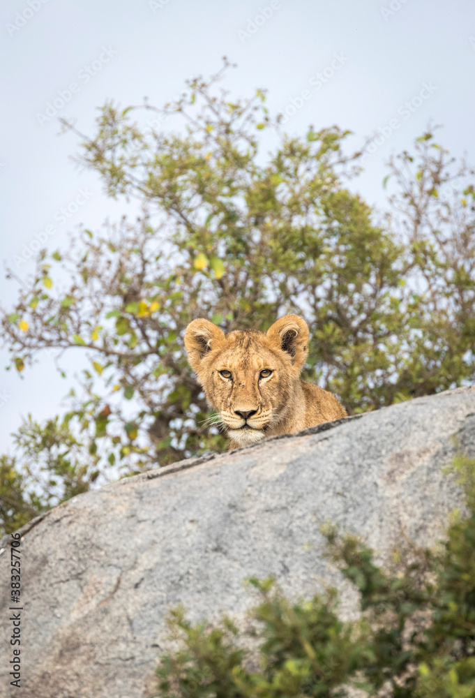 Obraz premium Vertical portrait of a young lion cub peeking from behind a large rock in Serengeti in Tanzania