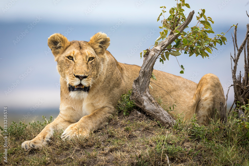 Naklejka premium Adult lioness lying on a mound in Masai Mara in Kenya